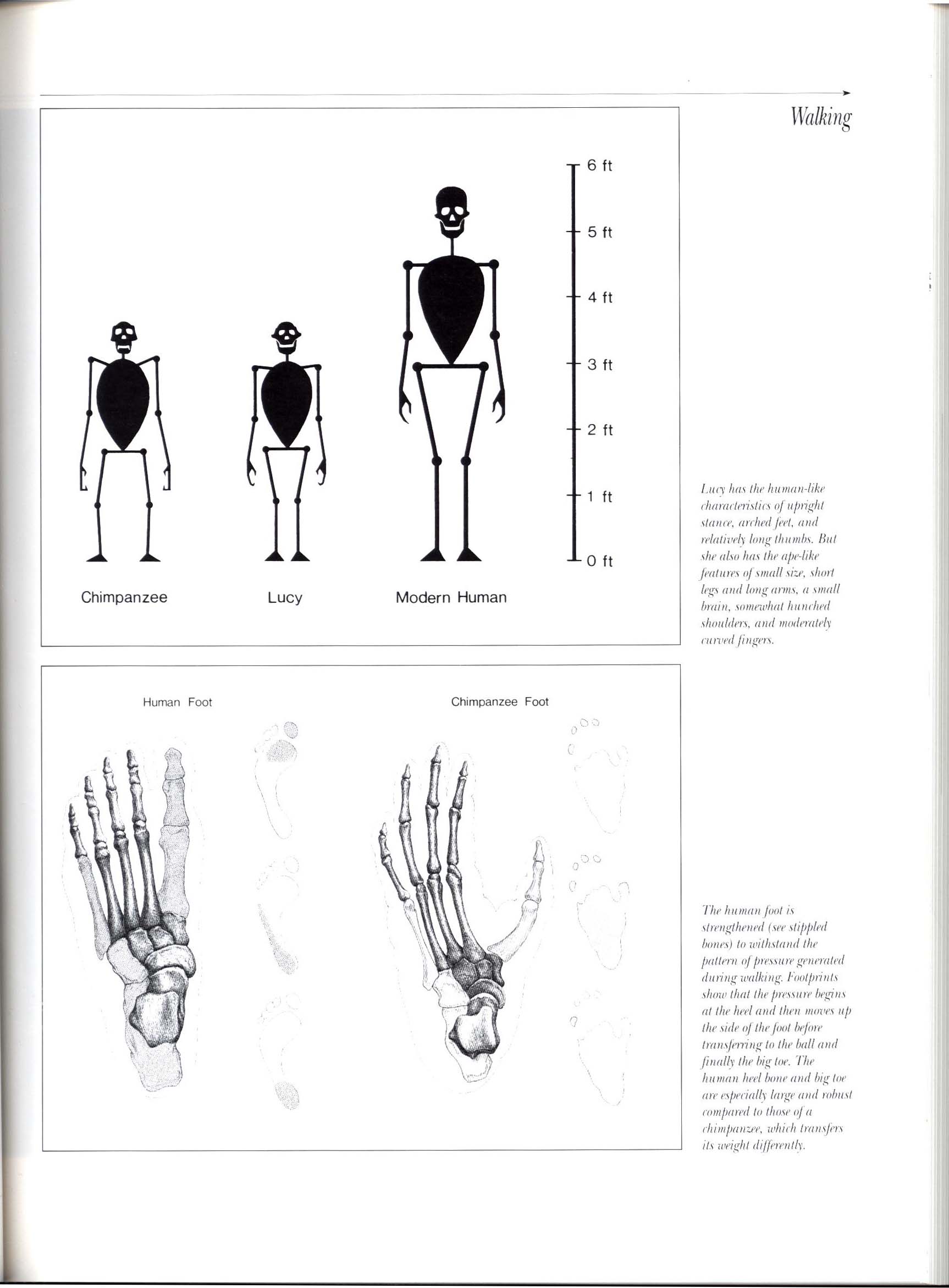 APE MAN: the story of human evolution. macm8533k